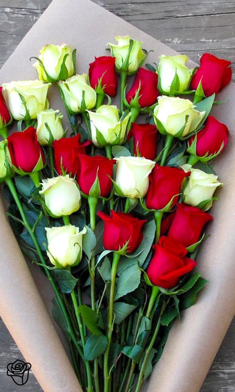 Rose Belle, Red And White Roses, Beautiful Rose Flowers, Love Rose, Rose Flowers, All Flowers, Flower Beauty, Ikebana, Flower Delivery