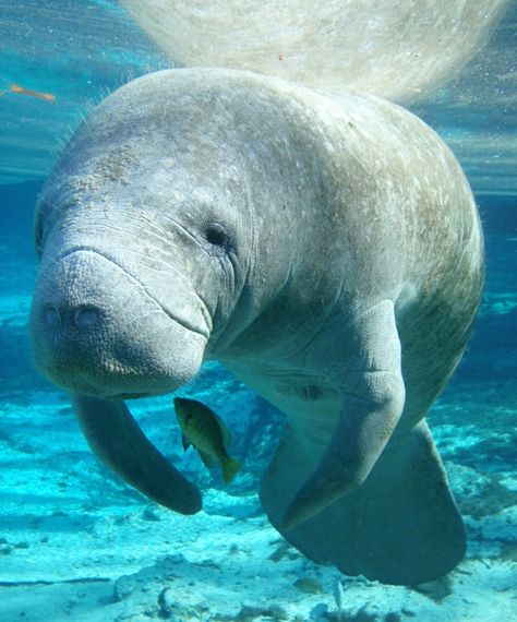 Tracy Colson/USFWS Endangered Species/CC BY 2.0 Blue Springs State Park, Manatee Florida, Sea Mammal, Sea Cow, Endangered Animals, Marine Mammals, Ocean Creatures, Marine Animals, Ocean Animals