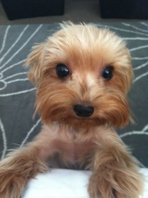 My love bug Kobe ♥ Yorkie Terrier, Yorkie Lovers, Sweet Dog, Yorkie Dogs, Yorkshire Terrier Puppies, Terrier Puppies, Yorkie Puppy, Dog Eyes, Charles Spaniel