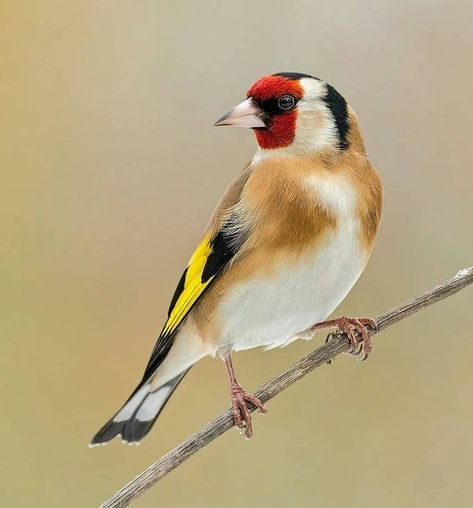 birds.nature on Instagram: “Goldfinch . . . . @holgerschweden” Bird Photos Photography, Instagram Features, Apple Images, Finches Bird, Birds Nature, Bird Photos, Garden Birds, Most Beautiful Birds, Linocut Art