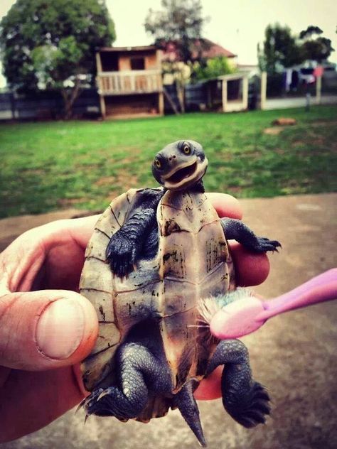 <b>Because if you're going to freeze, you might as well keep your heart cozy with some cuties.</b> Happy Turtle, Beagle Mix, Turtle Love, Baby Turtles, Awesome Animals, Happy Things, Cute Critters, Animal Pics, Lizards