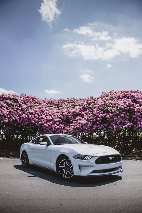 2019 Mustang Oxford White driving through West Virginia's beautiful Rhododendron groves. White Mustang, Aesthetic Cool, Car Aesthetic, Oxford White, Car Wallpapers, Ford Mustang, Cool Cars, Mustang, Oxford