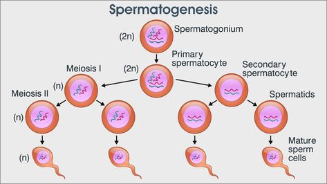 Spermatogenesis process Spermatogenesis Diagram, Reproduction In Humans, Gyn Ultrasound, Biology Diagrams, Normal Body Temperature, Study Biology, Surgical Tech, Cell Division, Biology Notes