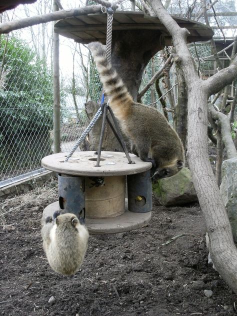 Monkey Enrichment Ideas, Coati Enrichment, Zoo Enrichment, Enrichment Projects, Animal Enrichment, Zoo Architecture, Pet Raccoon, Wildlife Rehabilitation, Zoo Ideas