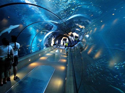 Washington DC: Top 20 Things To Do In The Capital Of The USA Aquarium Tunnel, Newport Kentucky, Newport Aquarium, Shedd Aquarium Chicago, Chicago Vacation, Shedd Aquarium, Georgia Aquarium, Chicago Travel, The Windy City