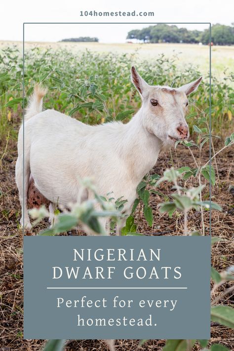 Dreaming of owning a small dairy herd? Discover the ins and outs of raising Nigerian Dwarf goats, from choosing the right goats to understanding their nutrition and care needs. This pin provides a comprehensive guide for beginners. Goats In Backyard, Dairy Goats For Beginners, What Do Goats Need, Raising Goats For Beginners, Goat Tips, Goats For Beginners, Goat Pin, Homesteading Hacks, Homestead Tips