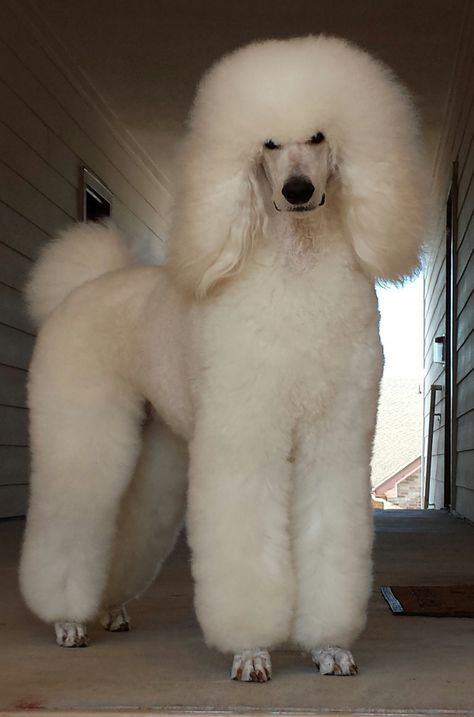 Here is an awesome adult white poodle. This Adult White poodle is fluffy and trimmed to perfection! Great white poodle. Male Poodle dogs. Cream Poodle Standard, Cool Dog Stuff, Cream Poodle, Giant Poodle, All About Dogs, Names Dog, Poodle Haircut, Poodle Dogs, Poodle Cuts