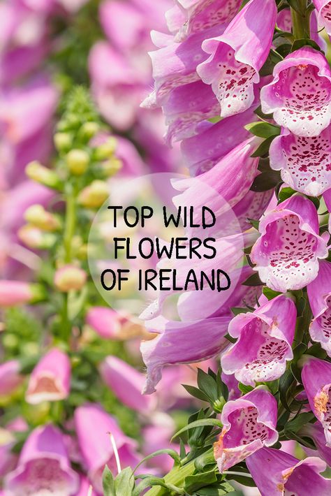 We list our top 7 favourite Irish plants and wild flowers as well as exploring the orgins of the species and the meaning and relevance of their Irish name. Irish Plants And Flowers, Beautiful Wild Flowers, Irish Garden Design, Irish Cottage Garden, Irish Flowers Native, Native Irish Plants, Ireland Flower Tattoo, Irish Flowers Ireland, Flowers Of Ireland