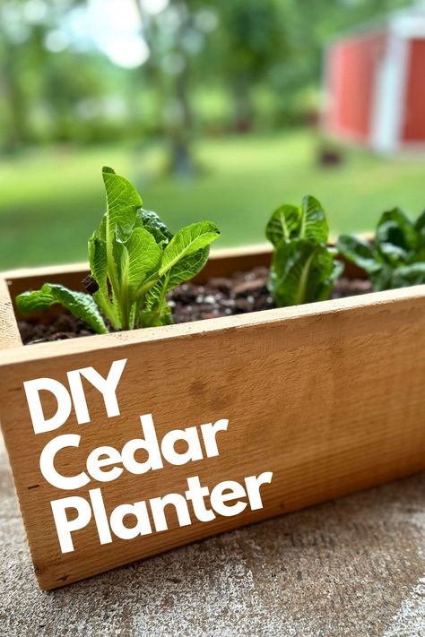 DIY cedar planters are a great alternative for expensive vessels, easy to make and incredibly durable outdoors. Using titebond 3 waterproof glue, exterior grade staples and some simple tooling will insure a great result that will last for years! Diy Cedar Garden Boxes, Diy Cedar Planter, Large Cedar Planter Boxes, Tall Cedar Planter Boxes, Cedar Planter Box, Waterproof Glue, Cedar Planters, Flipping Furniture, Summer Time