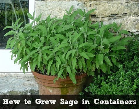 With spring and summer often comes the desire to plant things. If you are someone who enjoys growing and preserving your own food but you’re also someone who just doesn’t have the outdoor garden space that you need, we’ve got a great collection of projects for you. We’ve found 35 fruits and... Growing Sage, Front Door Plants, Sage Herb, Growing Rosemary, Sage Plant, Salvia Officinalis, Harvesting Herbs, Lawn And Landscape, Terrarium Plants