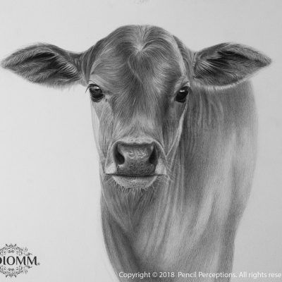 Cow Drawing Realistic, Cow Calf Drawing, Cow Pencil Sketch, Calf Sketch, Calf Drawing, Pencil Sketches Of Animals, Cow Drawings, Posture Drawing, Cow With Calf