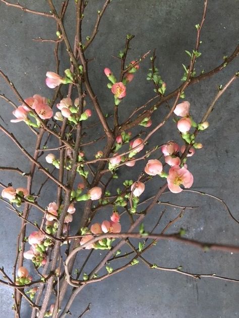 Quince Blossom - Peachy colour Pistachio Art, Quince Branches, Quince Blossom, Flower Foliage, Flowering Quince, Pink Quince, Tuscaloosa Alabama, Indian Hills, United Methodist Church