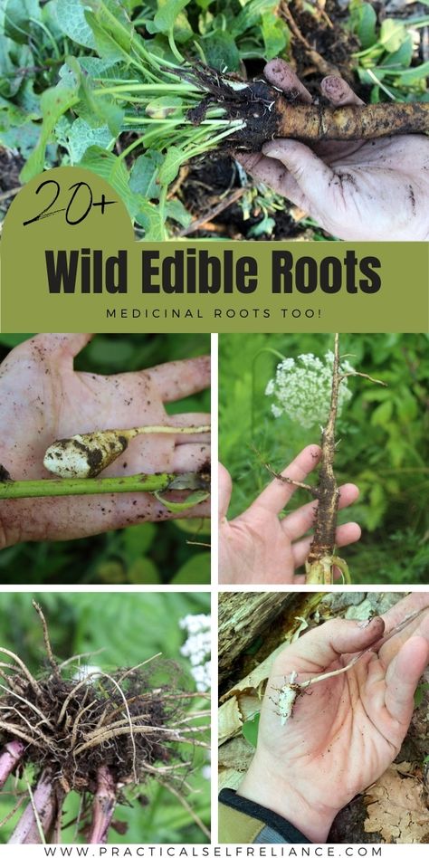 Virginia Foraging, Beginner Herbalist, Foraging For Beginners, Edible Roots, Fall Foraging, Nettle Recipes, Medicinal Wild Plants, Wild Foraging, Wild Food Foraging