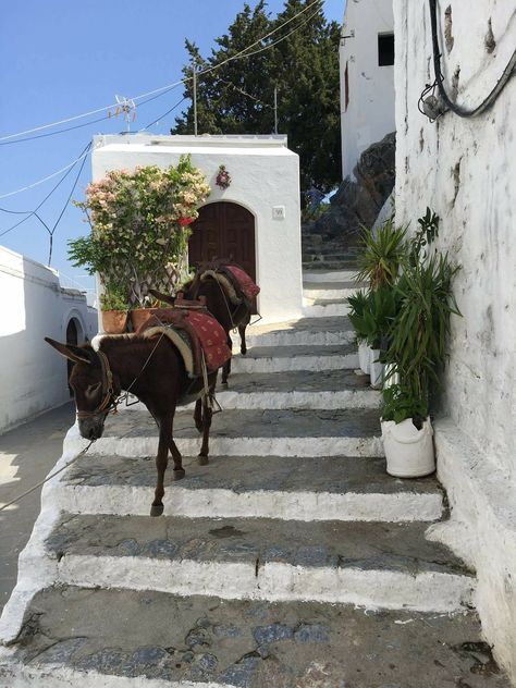 White Washed Buildings and a Donkey on the steps in Lindos Rhodes Greece Rhodes Lindos, Lindos Greece, Greece Girl, Rhodes Island Greece, Lindos Rhodes, Halkidiki Greece, Greece Rhodes, Greece Trip, Greek Summer