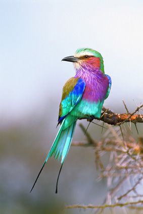 Roller Bird, Lilac Breasted Roller, Kinds Of Birds, Colorful Bird, All Birds, Exotic Birds, Pretty Birds, Colorful Birds, Nature Images