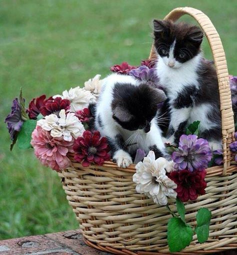 Basket of Love Black And White Kittens, Cat Flowers, White Kittens, Kittens And Puppies, White Cats, Cute Cats And Kittens, E Card, Cute Kittens, Cats Meow