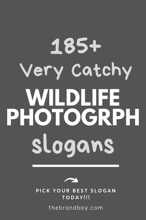 Photography Slogans, Tag Quotes, Business Slogans, Cool Slogans, Focus On What Matters, Photography Business, Wildlife Photography, Marketing And Advertising, Cool Pictures