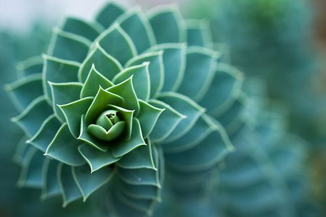 Fibonacci leonardo pisano ...aka God's Finger Print Fractals In Nature, Spirals In Nature, Green Nature Wallpaper, Geometry In Nature, Fractal Geometry, Plant Room Ideas, Fibonacci Spiral, Fibonacci Sequence, Bokeh Photography