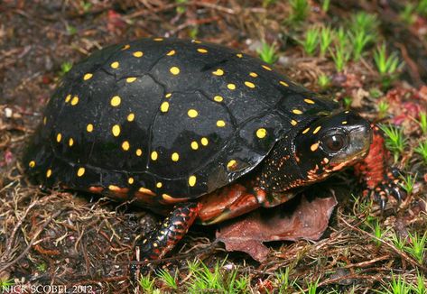 Radiated Tortoise, Spotted Turtle, Freshwater Turtles, Alligator Snapping Turtle, Snake Turtle, Leopard Tortoise, Amazing Frog, Small Turtle, Galapagos Tortoise