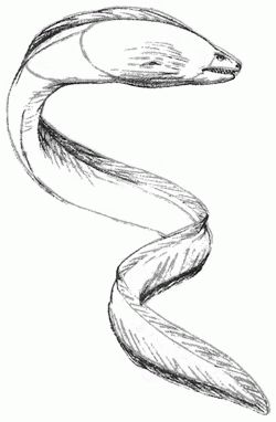 Eel Eels Drawings, Eel Reference, Eel Tattoo Design, Eel Tattoo, Electric Eel Tattoo, Eel Drawing, Eel Art, Eel Sketch, Moray Eel Tattoo