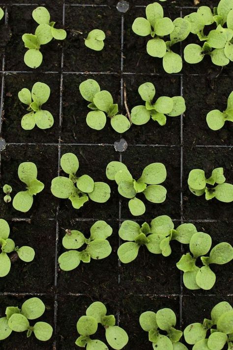 Lettuce seedlings are best re-potted as they gain a lot of strength in their early stages of growth and you want to plant out tiny lettuces rather than seedlngs with only one or two leaves. Then what? #growinglettuce #lettuces #growingfood #growingveg #healthyliving #gardening #lifestyle Lettuce Seedlings, Stages Of Growth, Growing Lettuce, Veggie Patch, Growing Food, Pin Board, Lettuce, Healthy Living, Grapes