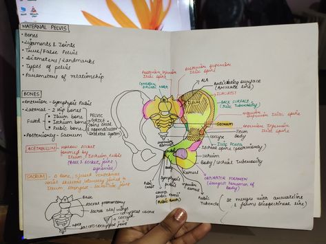 Obstetrical nursing, study the basic features of maternal gynaecoid pelvis Midwifery Notes, Obstetrics Nursing, Ultrasound Sonography, Nurse Study Notes, Board Exam, Body Form, Nursing Study, Nursing Notes, Ultrasound