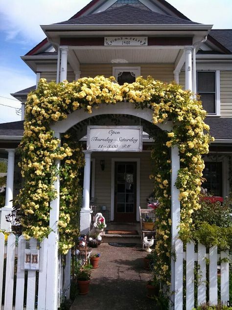 Ornamental Pear Tree, Lady Banks Rose, The Painted Lady, Ground Cover Roses, Future Farms, Climbing Rose, Breakfast Tea, Climbing Roses, Landscaping Plants