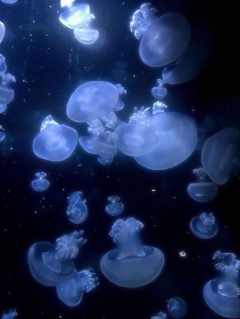 Jellyfish Aesthetic, Jellyfish Pictures, Sea Jellies, Blue Jellyfish, Marine Biology, Silly Animals, Marine Animals, Ocean Creatures, Ocean Animals