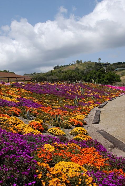 Fross, who runs Native Sons Nursery in Arroyo Grande (San Luis Obispo County), recently... Xeriscape Garden, Ground Cover Seeds, Replace Lawn, Ranch Landscaping, Lawn Ideas, Lawn Alternatives, Fountain Grass, Mediterranean Plants, Ice Plant