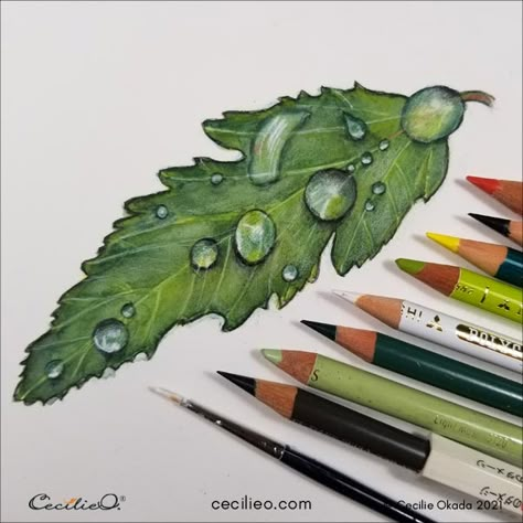 Colored Pencil Leaves, Colored Pencil Nature Art, Color Pencil Art Drawings Nature, Aquarelle Pencils Art, Draw Color Pencil, Colored Pencil Ideas, Water Colored Pencil, Painting With Crayons, Water Drop Drawing