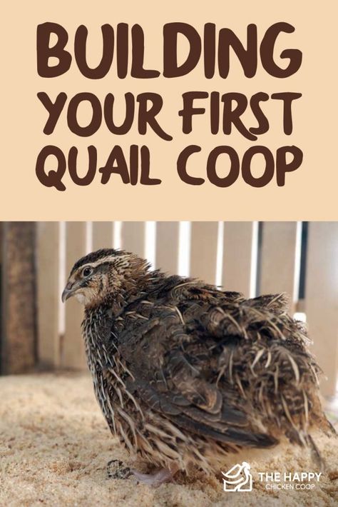 Diy Outdoor Quail Coop, Quail Pen Ideas Diy, Quail Coop Diy, Outdoor Quail Coop, Coturnix Quail Housing, Quail Pen Ideas, Quail Aviary Ideas, Quail Coop Plans, Diy Quail Coop