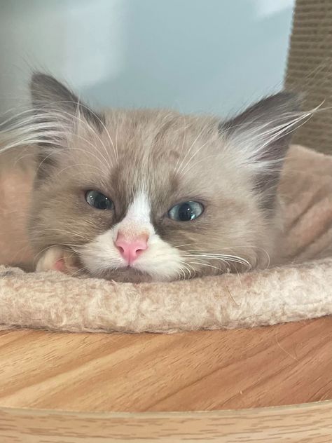 Ragdoll kittens for sale | PetClassifieds.com Siberian Kittens, Ragdoll Kittens For Sale, Ragdoll Kittens, Mini Lop, Beautiful Kittens, Kittens For Sale, Exotic Shorthair, Kitten For Sale, Ragdoll Kitten