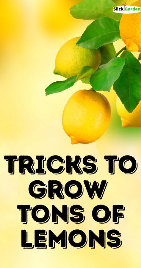 Caring For Lemon Tree, How To Care For A Lemon Tree, Citrus Tree Care, Growing Lemon Trees In Pots, Lemon Trees Backyard, Lemon Tree Potted Care, Lemon Trees In Pots, Lemon Tree Care, Lemon Tree In Pot