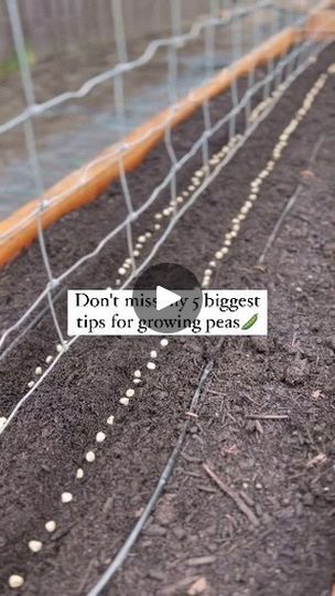 5.1K views · 255 reactions | 5 biggest pea growing tips👇🫛

1. Know your sun exposure. This helps with planting timelines. Is your location full sun, even during the spring weather or is it part shade? We have one trellis in full sun spring and summer so we just planted peas in that trellis today (our last frost date mid April). Our other two trellises are actually in part shade until May and we need the sun to move over just a bit. We plant our other trellises first two weeks of April so they get the sun they need. We harvest it all in July at the same time! 

2. Don't mix varieties! Snap peas and shelling peas are harvested at different times. You won't know which ones to harvest early as they get intertwined. Shelling peas are meant to grow large and the skin is harder and not as tasty Snap Pea Trellis, Snap Peas Garden, Pea Growing, Pea Trellis, Growing Peas, Growing Tips, Snap Peas, Spring Weather, Sun Exposure