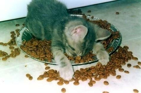 food coma kitten Animal Funnies, Sleeping Animals, Sleeping Kitten, Sleepy Cat, Cat Sleeping, Cute Kittens, Cute Funny Animals, Crazy Cats, Cat Pics