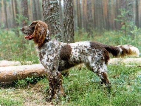 German Longhaired Pointer, Spaniel Art, Working Cocker, German Shorthair, Herding Dogs, English Springer Spaniel, Irish Setter, Water Dog, German Shorthaired Pointer