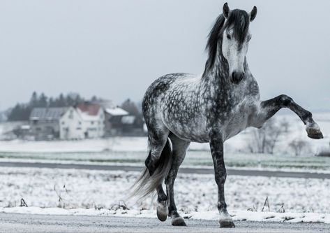 Dapple Horse, Dapple Grey Horse, Dapple Grey Horses, Horse Markings, Beautiful Horses Photography, Grey Horse, Majestic Horse, Pretty Animals, Cute Horses