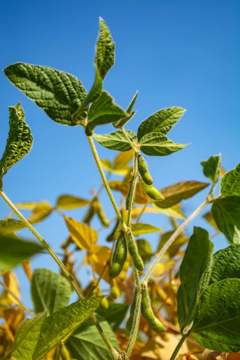 Soybeans Plant, Project Cover, Project Cover Page, Korea Food, Farm Photography, Fava Beans, Field Of Dreams, Crop Image, Soy Milk