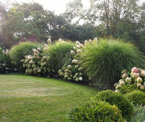 Beautiful ideas for landscaping with ornamental grasses used as an informal grass hedge, mass planted in the garden, or mixed with other shrubs and plants. Short Ornamental Grasses, Miscanthus Sinensis Gracillimus, Designer Garden, Privacy Landscaping, Grasses Landscaping, Landscape Designer, Garden Designer, Low Maintenance Landscaping, Grasses Garden