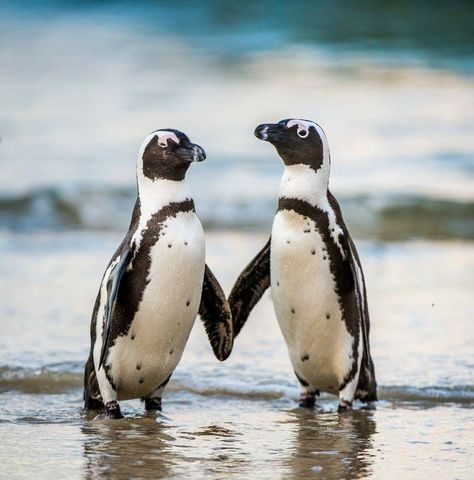 African Penguin Penguin Walk, African Penguin, Penguin Love, Endangered Animals, Cute Penguins, Ocean Creatures, Painting Canvas, Sea Animals, Marine Life