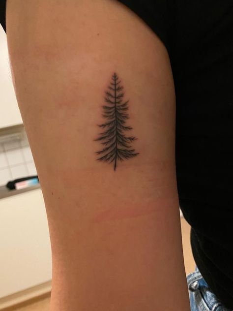 Blue Spruce Tree Tattoo, Blue Spruce Tattoo, Spruce Tattoo, Spruce Tree Tattoo, Blue Spruce Tree, Minimalistic Tattoos, Tattoo Maker, Tree Tattoos, Pine Tree Tattoo