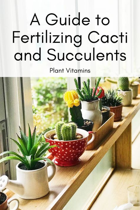 Although cacti and succulents are one of the easier plants to grow and take care of, there are still some extra steps you can take to make your cacti or succulent be the best it can be! One of those things is fertilizing. Fertilizing any plant can be overwhelming to think about, but don’t worry! We have broken down the top tips you need to fertilize your cacti and succulent plants so you can feel confident your plant is getting exactly what it needs. #Succulents #Cacti #Planthealth Easy Plants To Grow, Plants To Grow, Plant Health, Succulent Plants, Cacti And Succulents, Healthy Plants, Be The Best, Planting Succulents, Plant Care