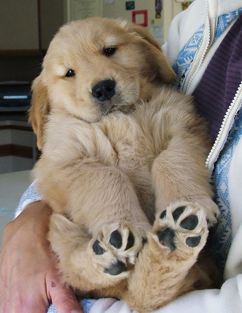 Golden Retriever Mix, Golden Retriever Puppy, Retriever Puppy, Golden Retrievers, A Puppy, Cute Creatures, Baby Dogs, Training Tips, 귀여운 동물