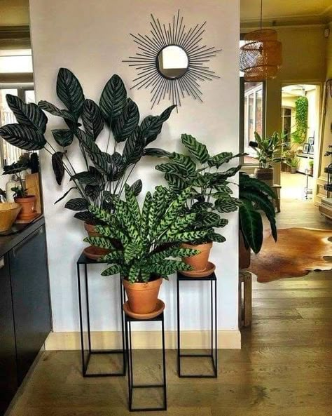 نباتات منزلية, Living Room Plants, Inside Plants, Palm Plant, Diy Plant Stand, Plant Decor Indoor, House Plants Decor, House Plants Indoor, Diy Plants