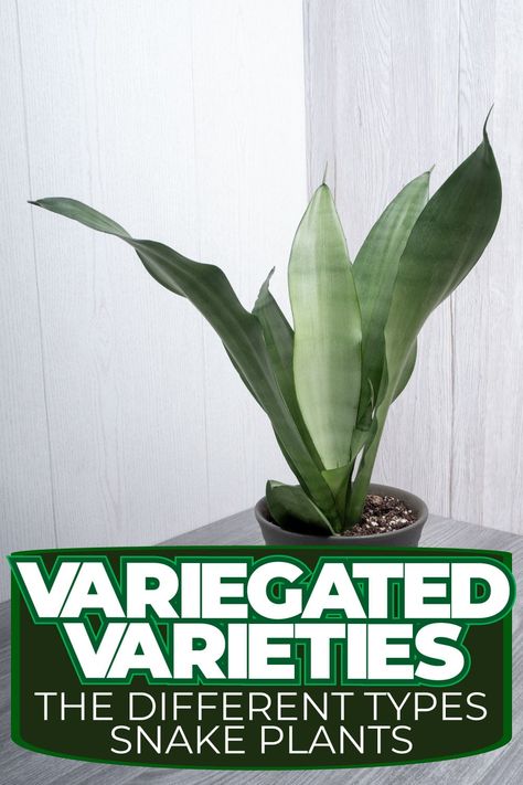 Variegated Varieties: The Different Types of Snake Plants