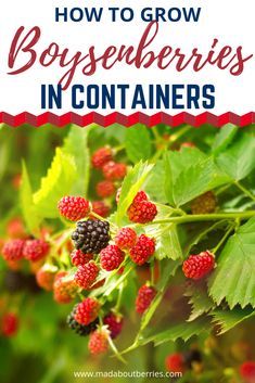 Growing Boysenberries Plants, Growing Boysenberries, Boysenberry Plant, Self Sustainable Living, Gardening Fruits, Backyard Vineyard, Elderberry Plant, Fruit Cage, Growing Raspberries