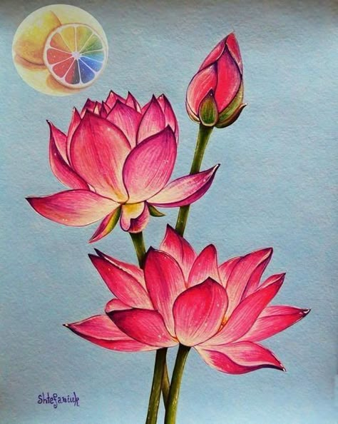 Lotus Illustration, Lotus Artwork, Lotus Drawing, Painting Lotus, Lotus Flower Painting, Lotus Flower Art, Lotus Painting, Lotus Art, Floral Drawing