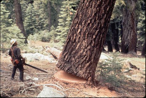 Loggers Wife, Arborist Climbing, Wildland Firefighting, Lumberjack Style, Logging Industry, Lumber Jack, Big Timber, Climbing Trees, Tree Surgeons