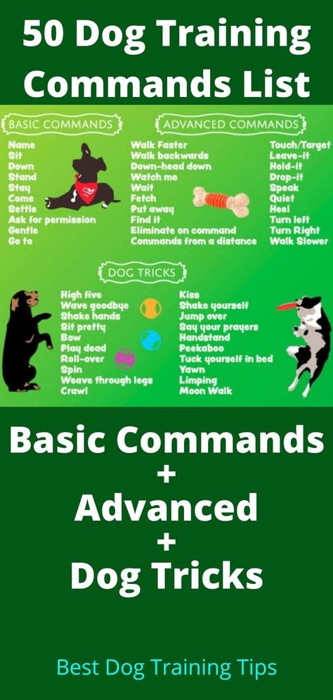 50 Commands to Teach Your Dog: Let us learn what are the basic commands to teach a dog? The following list of dog commands and hand signals will make it easier and more convenient. #DogCommandsList #puppytraining #DogTraining #DogCommands Dog Training Commands, Dog Training Books, Dog Commands, Dog Behavior Problems, House Training Dogs, Hand Signals, Dog List, Online Training Courses, Dog Brain