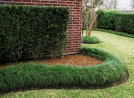 mondo grass border in front of hydrangeas Fenced Gardens, Driveway Border, Grass Border, Monkey Grass, Grass Edging, White Monkey, Garden Front Of House, Landscape Borders, Florida Landscaping